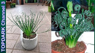 10  Variedades Increibles de Albuca