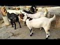 #goatMalwa #Khssimalwa #malwa goat for sale, मालवा बकरा