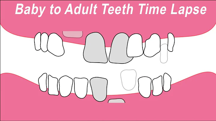 Baby Teeth to Adult Teeth Time Lapse Animation - DayDayNews