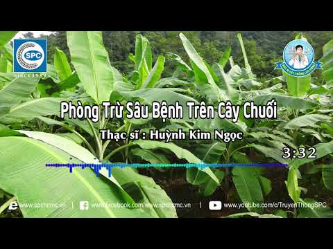 Video: Hướng Dẫn Cách Trị Sâu Bệnh Trên Chuối: Giải Quyết Các Vấn Đề Đối Với Cây Chuối