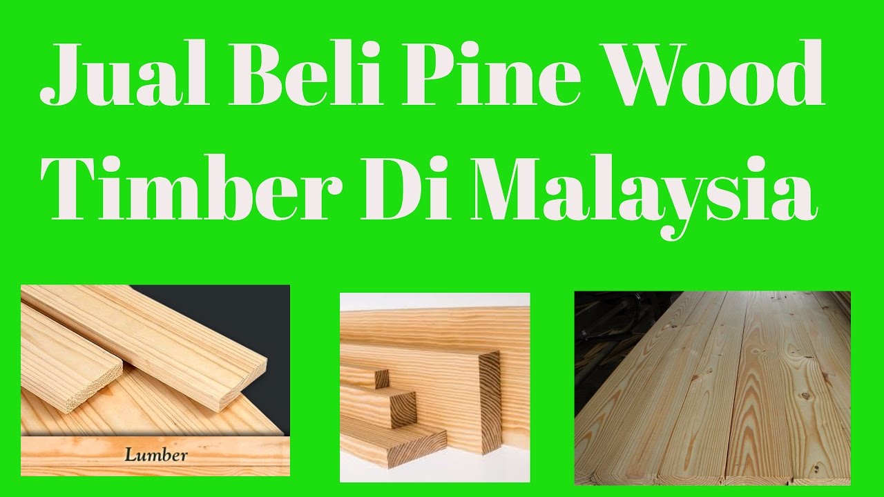 Jual Beli Pine Wood Timber Supply In Malaysia Southern Yellow Pine YouTube