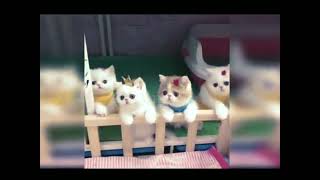 Funny Cats Video 😂🤣😂