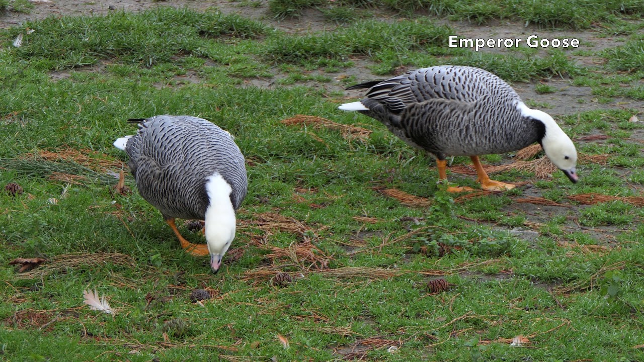Emperor Goose