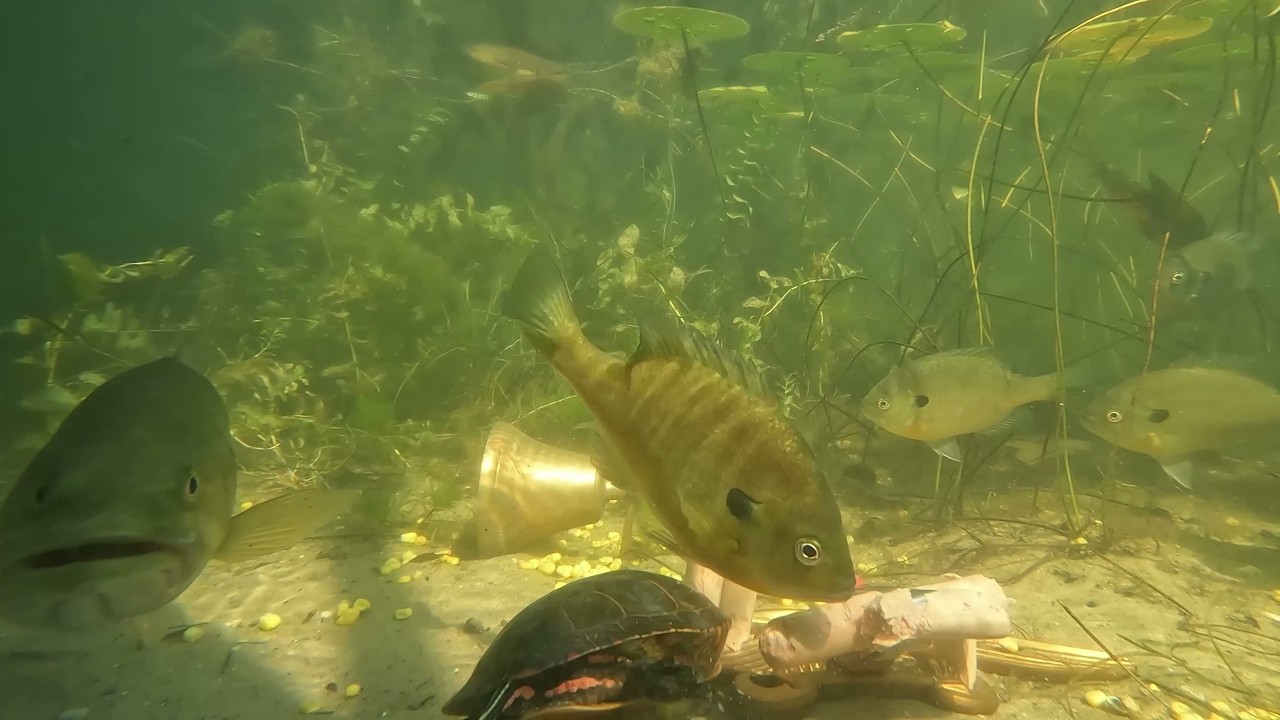 Pet TV-Fish & Turtle  Deluxe