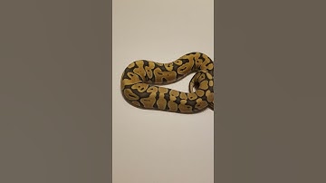 Desert Ghost Ghost ball python #hetflix #desertghostballpython #ghostballpython #ballpython