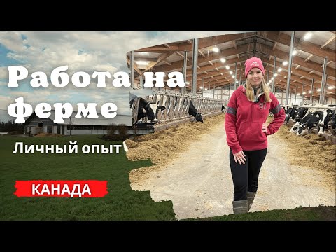 Video: Сарай Канадага жөнөтөбү?