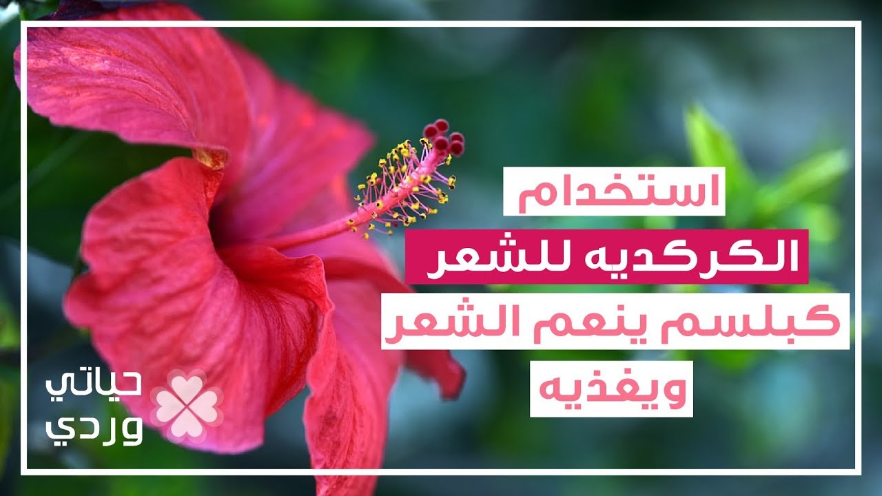 فوائد الكركديه للشعرفوائد الكركديه للشعر و تجربتي له كبلسم طبيعي للشعر Youtube