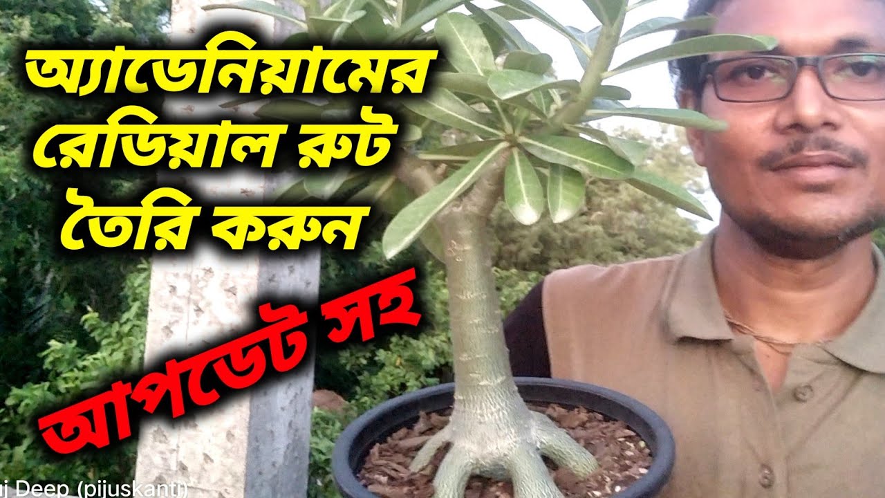 Adenium Radial Root Training How To Make Adenium Unique YouTube