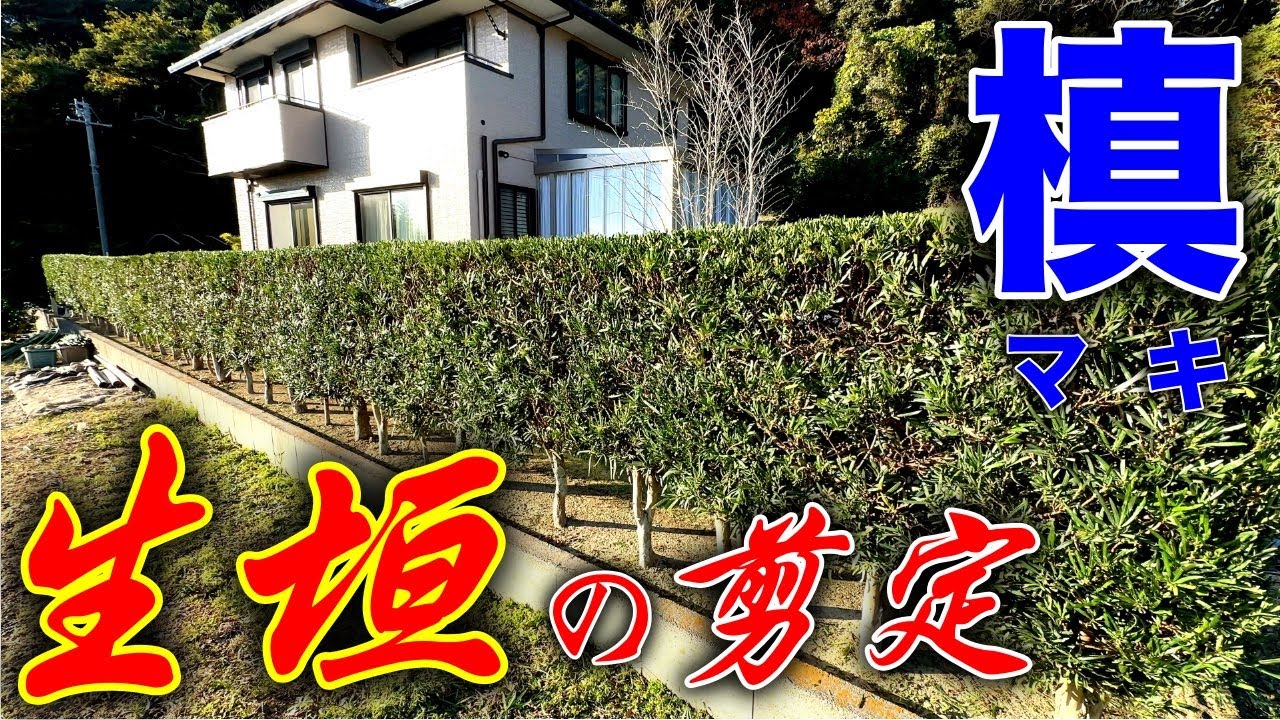 マキの生垣剪定。サラリーマンでも出来るシリーズ。秋の剪定はここに気をつけましょう。