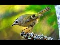 Желтоголовый королёк - самая маленькая птица Европы | Film Studio Aves