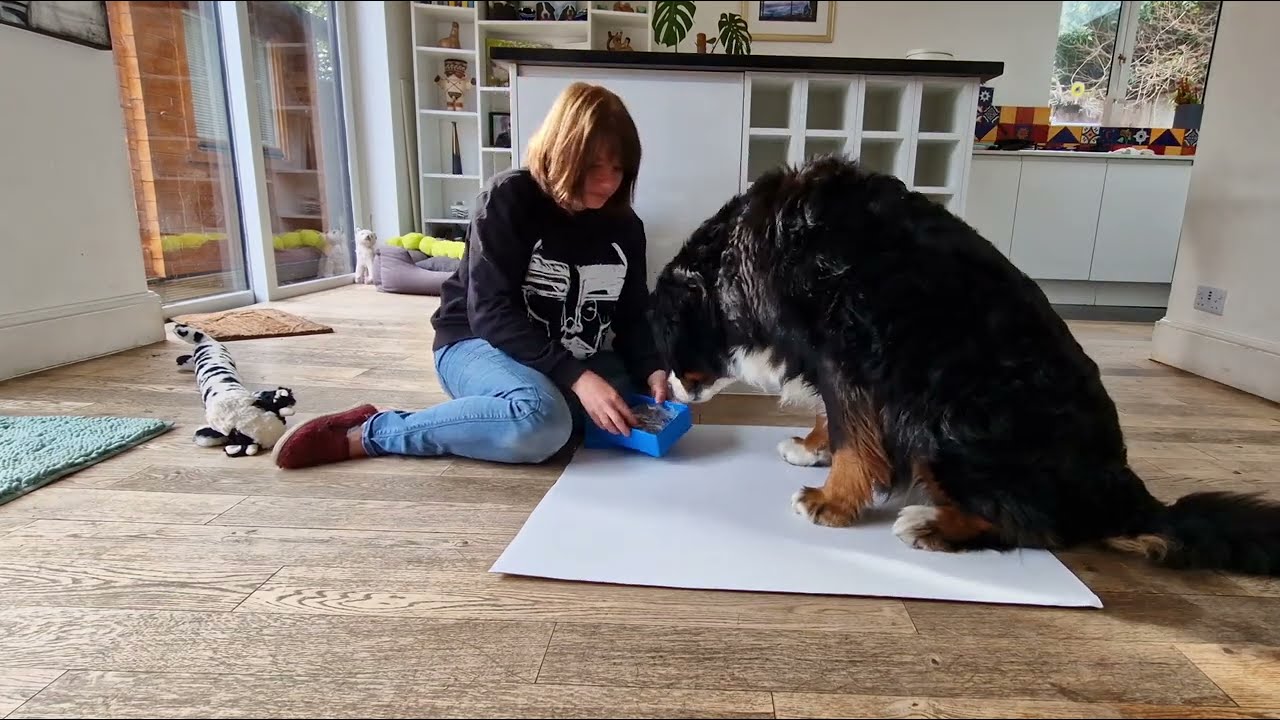 Helpful Bernese Mountain Dog and Jigsaw Puzzle