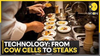 Aleph Farms gets approval to sell cultivated steaks in Israel | WION