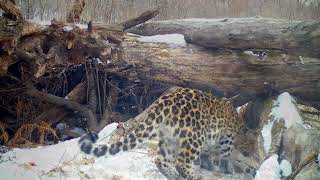 Упитанный дальневосточный леопард \\ Big Amur leopard