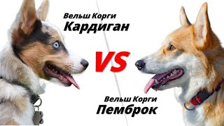 Пемброк vs Кардиган Вельш Корги Сравнение двух пород