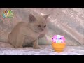 【オーストラリアンミスト】【トンキニーズ】【アビシニアン】ほか 【かわいい猫ちゃん🐱動画まとめ】