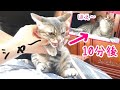 シャーシャー子猫が知らない人に慣れるまでの10分間【生後132日】Until the shy kitten becomes calm