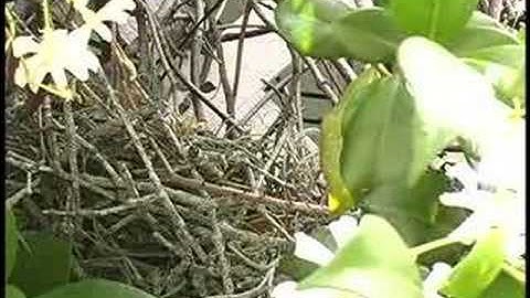 The Mockingbird Nest