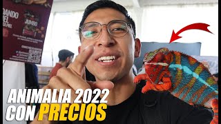 This We Found In Animalia 2022 Prices