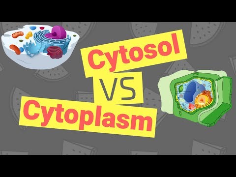 Video: Forskellen Mellem Cytoplasma Og Cytosol