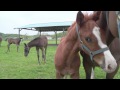 北海道/新冠町牧場の子馬たち(2012.06)
