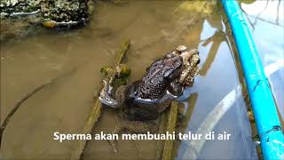 Begini Lho Cara Kodok Kawin