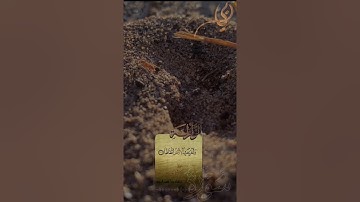 تلاوة خاشعة من سورة الزلزلة للقارئ دلشاد احمد الكردي.