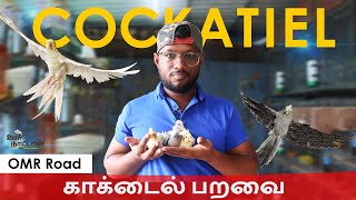 காக்டைல் பறவை | Cockatiel Breeding | Sale |  Hand   Feeding Formula | OMR Road | Oor Naattan