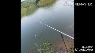 Đi câu rô phi hồ Thác Bà và cái kết Trắm Cụ