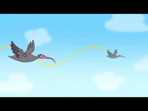 Video: Kuşlar Neden Uçar