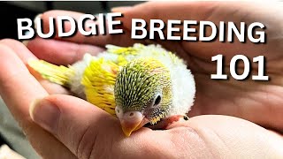 Budgie Breeding 101