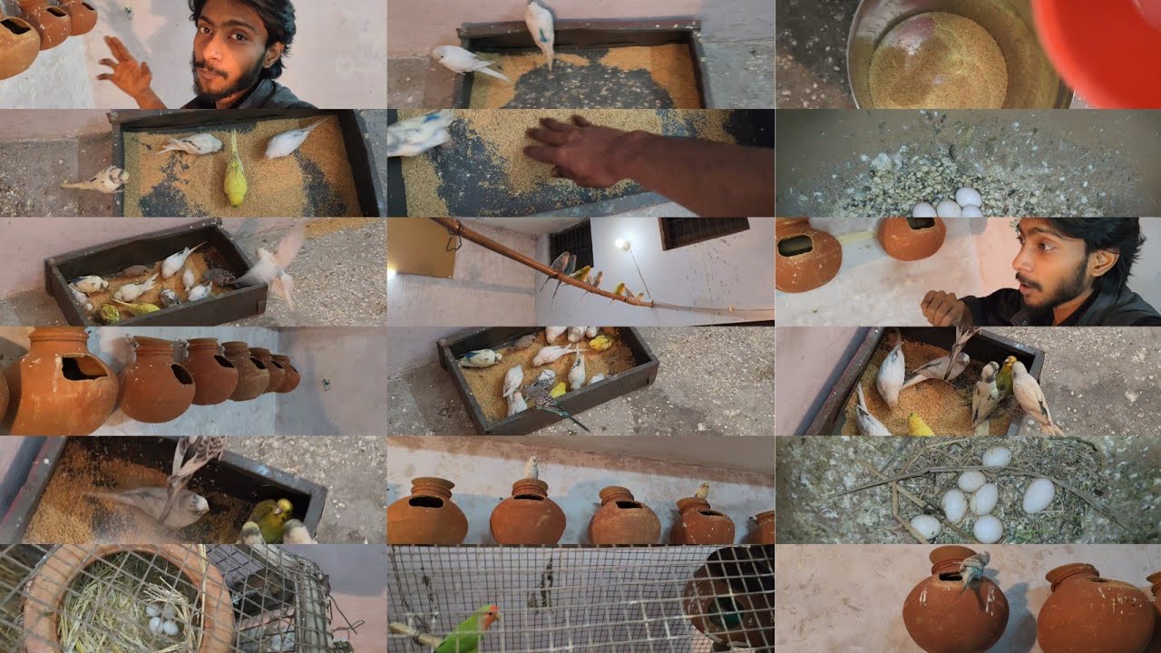 Aaj budgies itne bhookhe the ki khana khate waqt ek dusre se ladne lage 😥