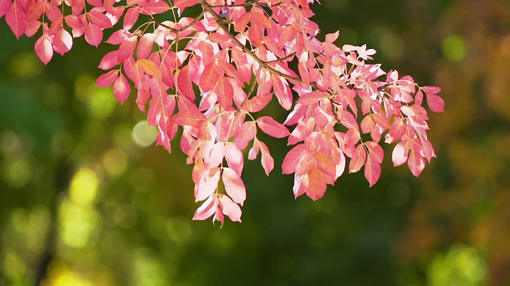 Autumn leaves Motion Effects (1080p) •• No Copyright Footage