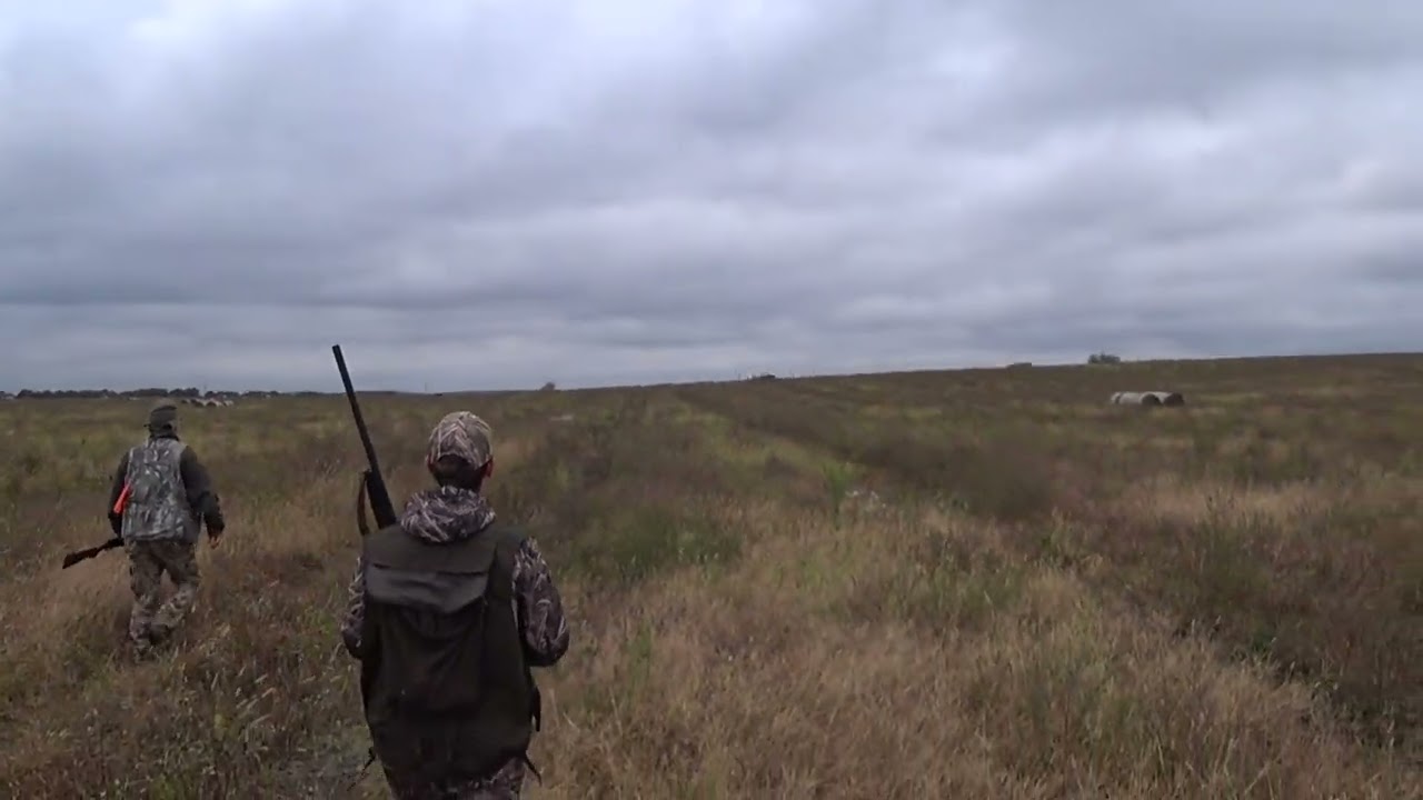 Новая охота на перепела