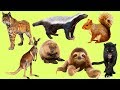 Животные для детей | Дикие Животные | Учим названия и звуки Диких Животных | Учим Диких Животных