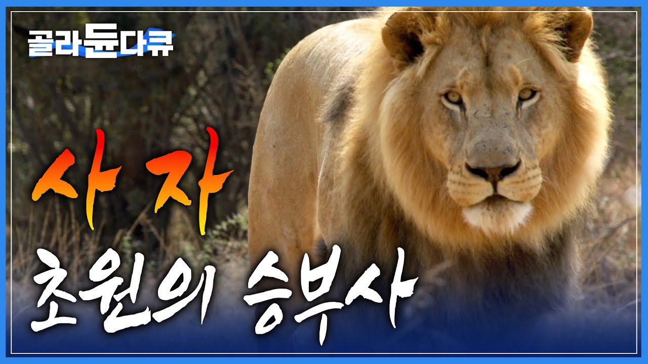 사자 사진