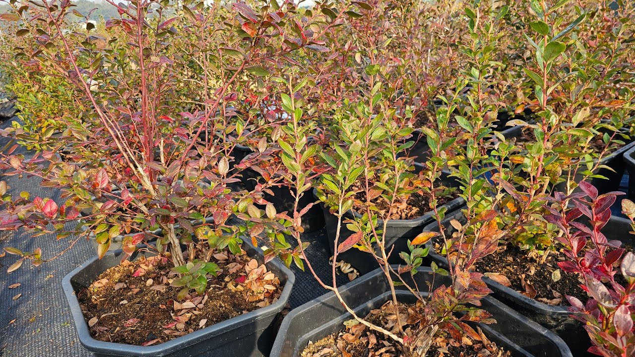 블루베리 *  최고의 정원수 