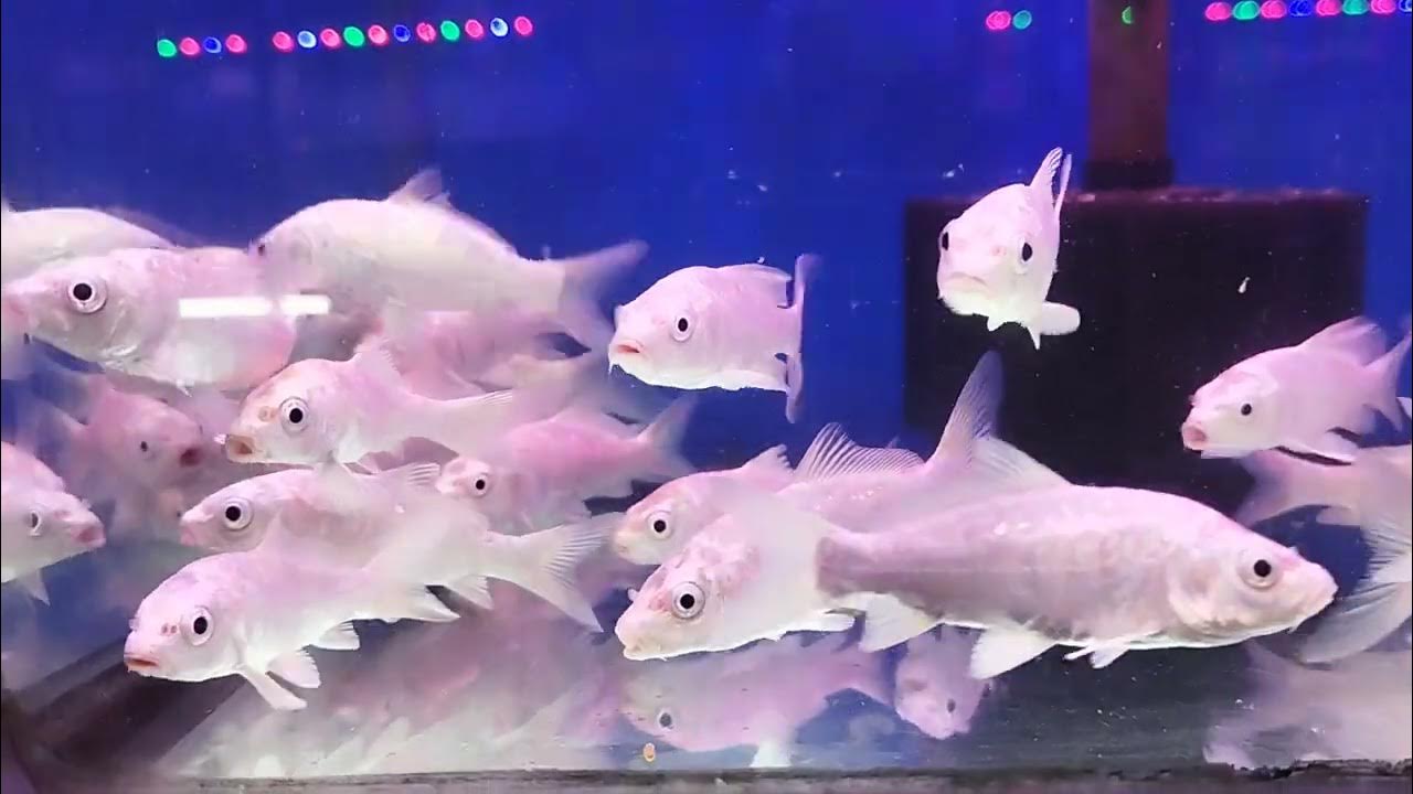 Fish in Aquarium in Goa YouTube