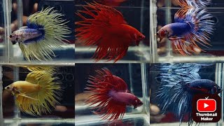 thailand 🇹🇭 imported crowntail betta #1000subscriber #fish #bettafish