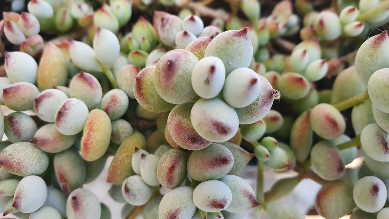 Cotyledon um gênero de Suculentas, 05 espécies de sol pleno da minha coleção, dicas de cultivo.