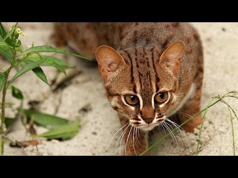 V Zoo Ostrava odrůstá mládě kočky cejlonské