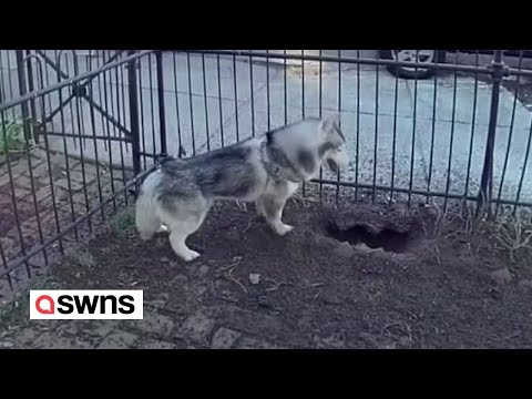 Pet dog saves his neighbourhood by alerting owner to huge gas leak | SWNS