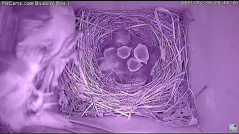 ***Warning - Graphic Footage*** Screech owl grabs bluebird from nest box - 5/31/2021