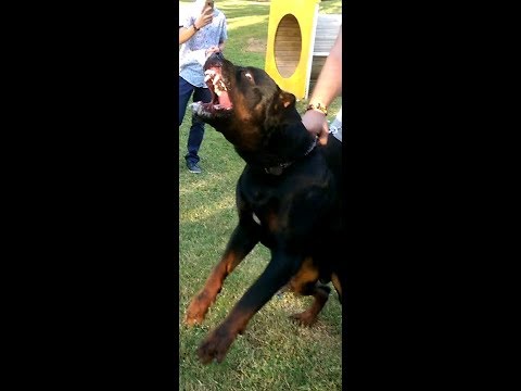 corso vs rottweiler pitbull vs corso zeus funnydog tv corso vs rottweiler pitbull vs corso zeus funnydog tv