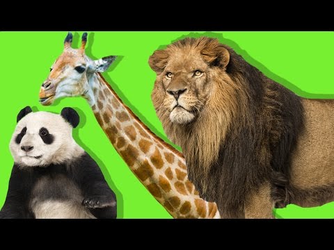 Video: Ormanda Hangi Hayvanlar Yaşar