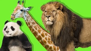 Orman Hayvanlarını Öğreniyoruz | Çocuklar İçin Vahşi Hayvanlar | Eğitici Video screenshot 3