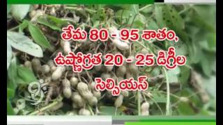 Groundnut Cultivation - Eruvaka - 28-07-2014 - 99TV