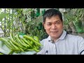 SIKRETO PARA MAGING HITIK SA BUNGA NG SILING PANIGANG: PLANTING, HARVESTING & COOKING (wt ENG subs)