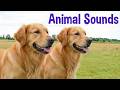 100+ Animal Sounds for Kids 🐾