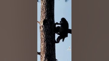 monkeys climb trees. #monkey  #animals