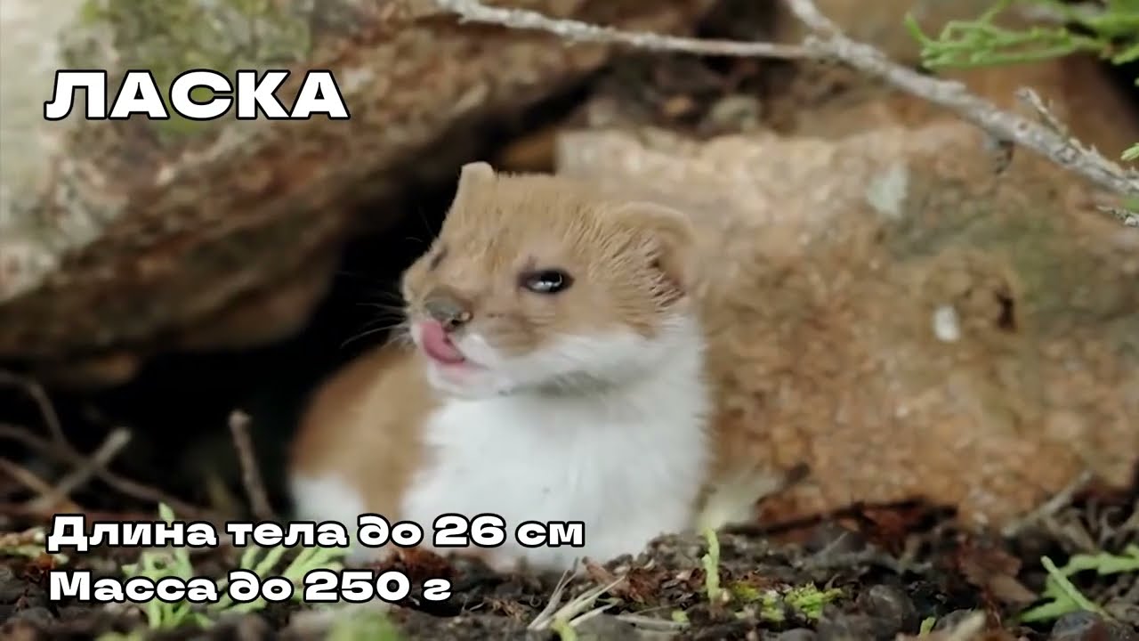 Интересные факты о представителях семейства куньих: ласка, хорьки, горностаи и куницы